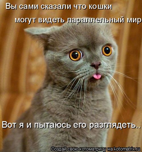 Вы сами сказали что кошки могут видеть параллельный мир Вот я и пытаюсь его разглядеть..... Котоматрица: Вы сами сказали что кошки могут видеть параллельный мир Вот я и пытаюсь его разглядеть..