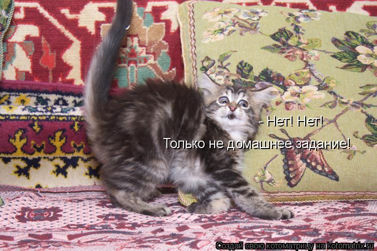 - Нет! Нет! Только не домашнее задание!... Котоматрица: - Нет! Нет! Только не домашнее задание!