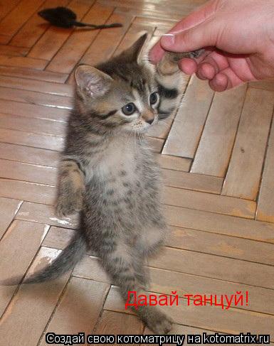 Давай танцуй!... Котоматрица: Давай танцуй!
