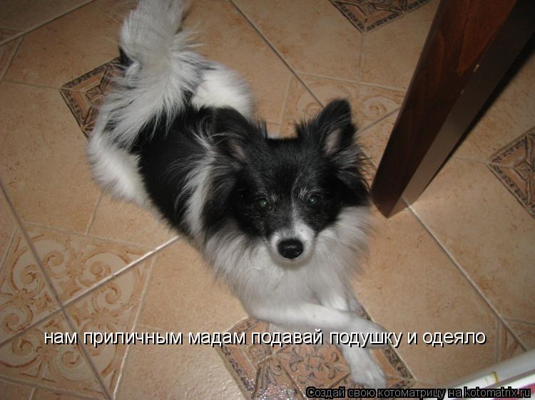 нам приличным мадам подавай подушку и одеяло... Котоматрица: нам приличным мадам подавай подушку и одеяло