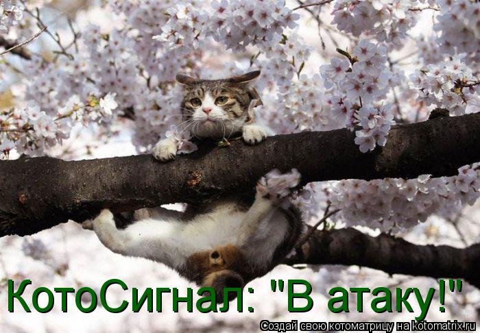 КотоСигнал: "В атаку!"... Котоматрица: КотоСигнал: "В атаку!"