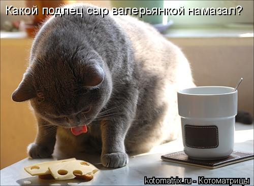 Какой подлец сыр валерьянкой намазал?... Котоматрица: Какой подлец сыр валерьянкой намазал?