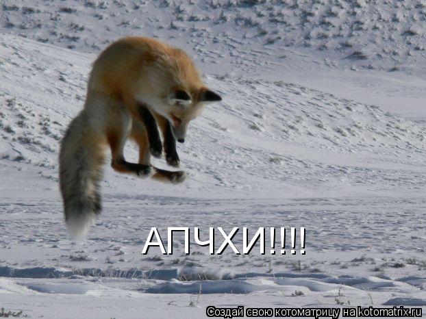 АПЧХИ!!!!... Котоматрица: АПЧХИ!!!!