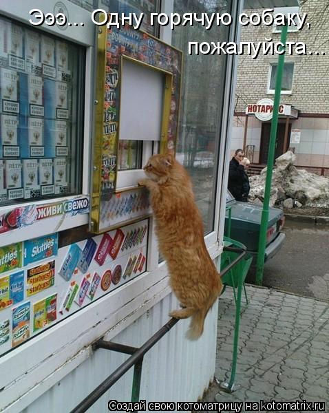 Эээ... Одну горячую собаку, пожалуйста...... Котоматрица: Эээ... Одну горячую собаку, пожалуйста...