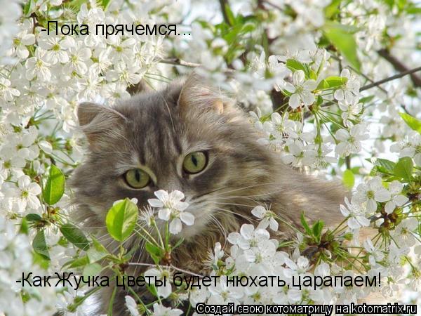 -Пока прячемся... -Как Жучка цветы будет нюхать,царапаем!... Котоматрица: -Пока прячемся... -Как Жучка цветы будет нюхать,царапаем!