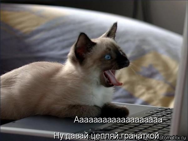Ну давай цепляй гранаткой Ааааааааааааааааааа... Котоматрица: Ну давай цепляй гранаткой Ааааааааааааааааааа