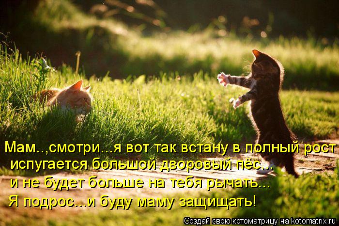 испугается большой дворовый пёс... Мам..,смотри...я вот так встану в полный рост и не будет больше на... Котоматрица: испугается большой дворовый пёс... Мам..,смотри...я вот так встану в полный рост и не будет больше на тебя рычать... Я подрос...и буду маму защища
