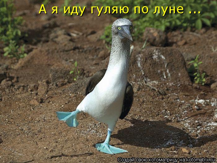 А я иду гуляю по луне ...... Котоматрица: А я иду гуляю по луне ...