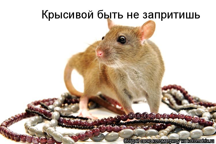 Крысивой быть не запритишь... Котоматрица: Крысивой быть не запритишь