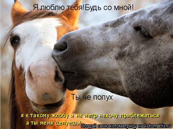 Я люблю тебя!Будь со мной! Ты че попух я к такому жлобу и на метр нехочу приблежаться а ты меня целу... Котоматрица: Я люблю тебя!Будь со мной! Ты че попух я к такому жлобу и на метр нехочу приблежаться а ты меня целуешь!