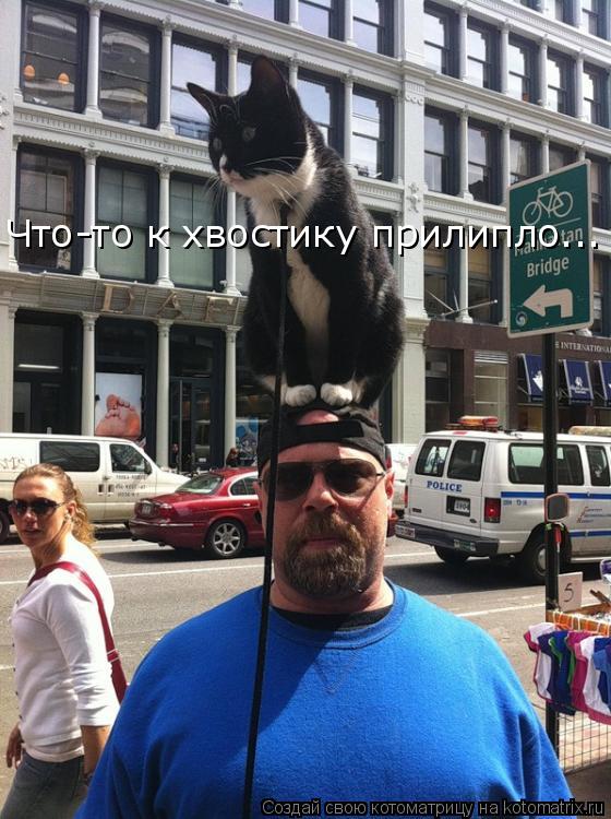 Что-то к хвостику прилипло...... Котоматрица: Что-то к хвостику прилипло...