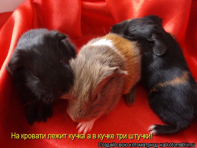 На кровати лежит кучка а в кучке три штучки!... Котоматрица: На кровати лежит кучка а в кучке три штучки!