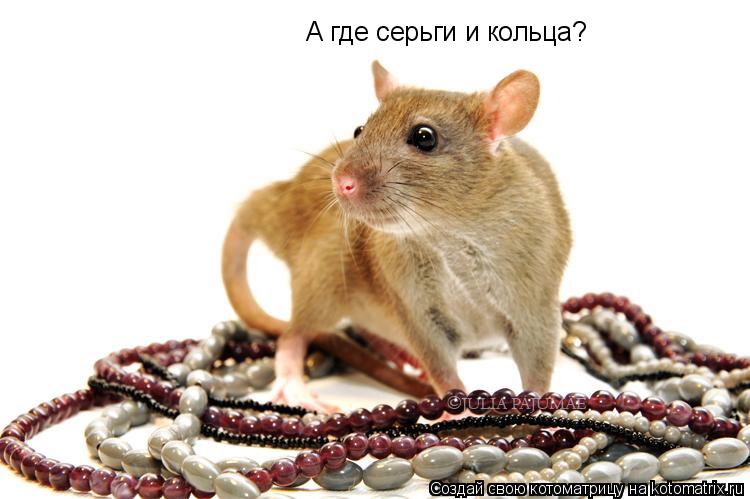 А где серьги и кольца?... Котоматрица: А где серьги и кольца?