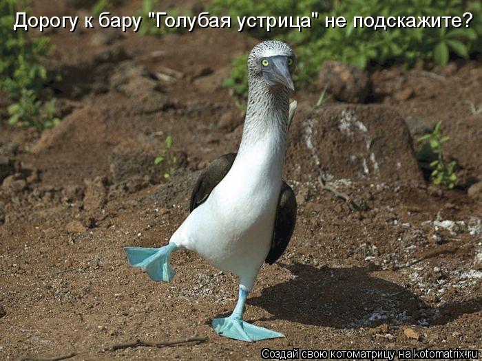 Дорогу к бару "Голубая устрица" не подскажите?... Котоматрица: Дорогу к бару "Голубая устрица" не подскажите?