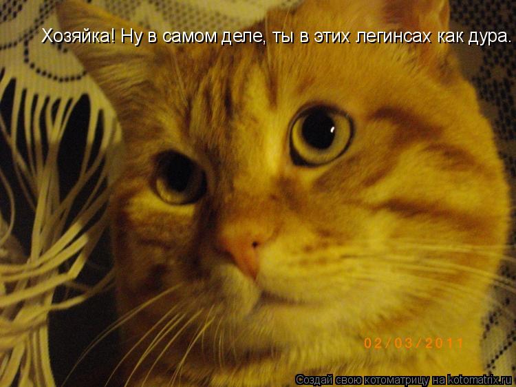 Хозяйка! Ну в самом деле, ты в этих легинсах как дура.... Котоматрица: Хозяйка! Ну в самом деле, ты в этих легинсах как дура.