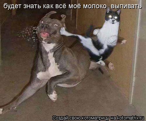 будет знать как всё моё молоко выпивать... Котоматрица: будет знать как всё моё молоко выпивать