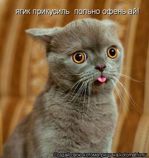 ягик прикусиль польно офень ай!... Котоматрица: ягик прикусиль польно офень ай!