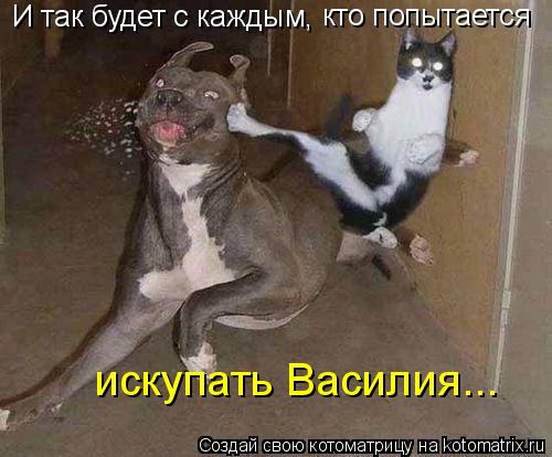 И так будет с каждым, кто попытается искупать Василия...... Котоматрица: И так будет с каждым, кто попытается искупать Василия...