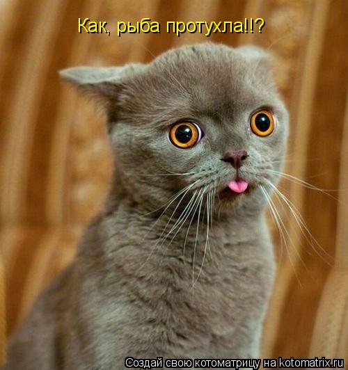 Как, рыба протухла!!?... Котоматрица: Как, рыба протухла!!?