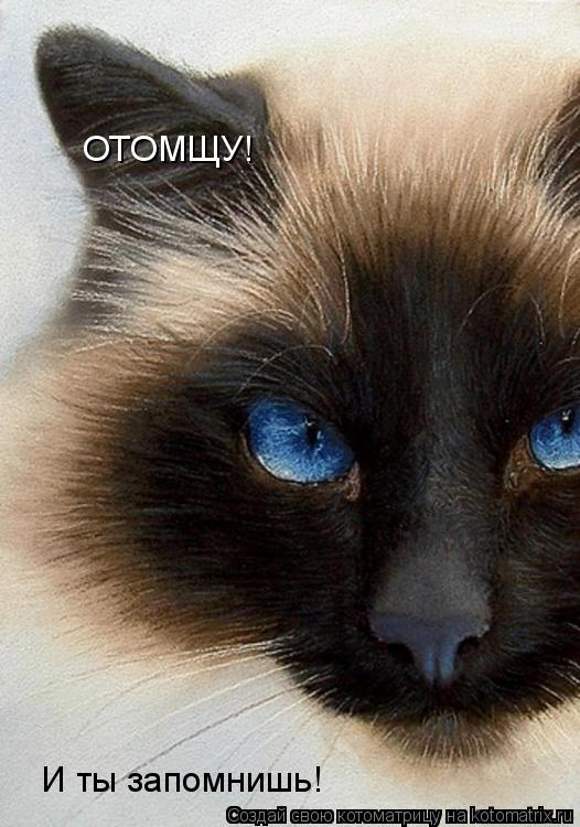 ОТОМЩУ! И ты запомнишь!... Котоматрица: ОТОМЩУ! И ты запомнишь!