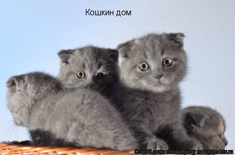 Кошкин дом... Котоматрица: Кошкин дом