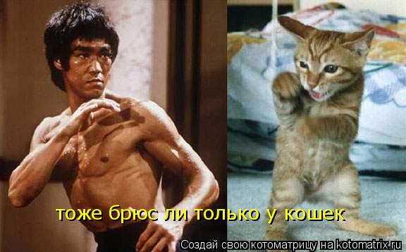 тоже брюс ли только у кошек... Котоматрица: тоже брюс ли только у кошек