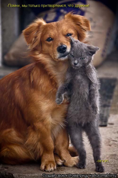 -Помни, мы только притворяемся, что дружим! -ок кэп...... Котоматрица: -Помни, мы только притворяемся, что дружим! -ок кэп...