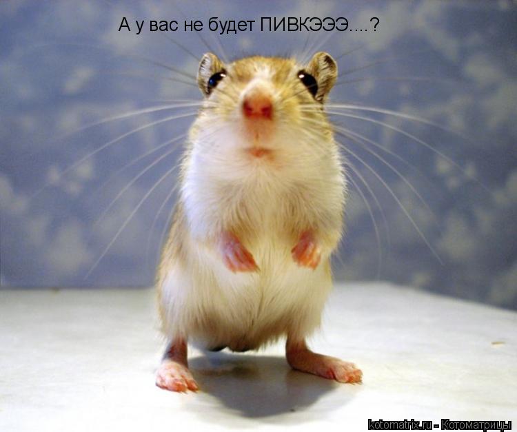 А у вас не будет ПИВКЭЭЭ....?... Котоматрица: А у вас не будет ПИВКЭЭЭ....?