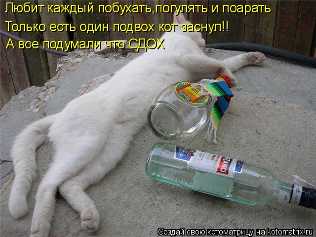 Любит каждый побухать,погулять и поарать Только есть один подвох кот заснул!! А все подумали что СД... Котоматрица: Любит каждый побухать,погулять и поарать Только есть один подвох кот заснул!! А все подумали что СДОХ