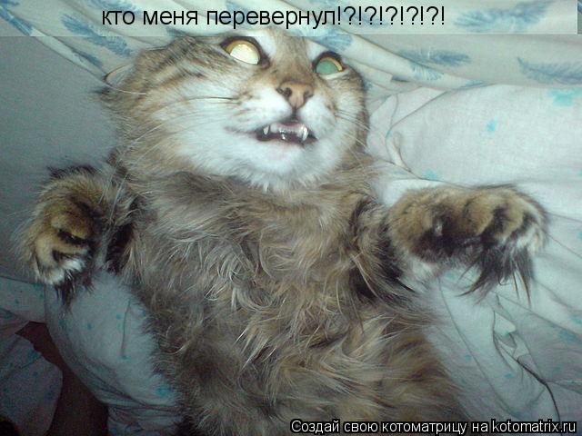 кто меня перевернул!?!?!?!?!?!... Котоматрица: кто меня перевернул!?!?!?!?!?!