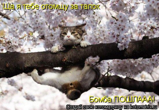 Ща я тебе отомщу за тапок Бомба ПОШЛААА!... Котоматрица: Ща я тебе отомщу за тапок Бомба ПОШЛААА!