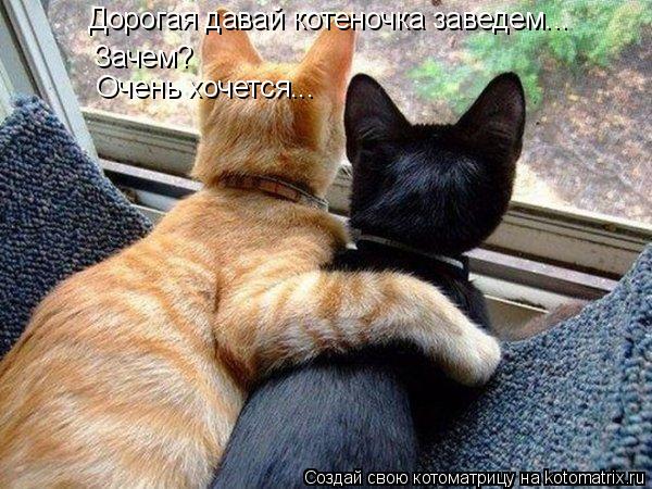 Дорогая давай котеночка заведем... Зачем? Очень хочется...... Котоматрица: Дорогая давай котеночка заведем... Зачем? Очень хочется...