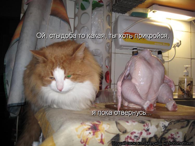 Ой, стыдоба то какая, ты хоть прикройся, я пока отвернусь...... Котоматрица: Ой, стыдоба то какая, ты хоть прикройся, я пока отвернусь...