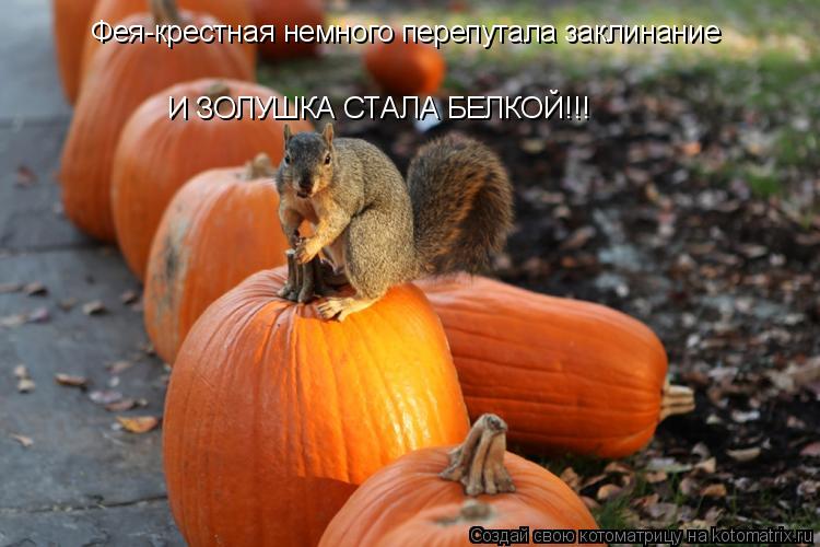 Фея-крестная немного перепутала заклинание И ЗОЛУШКА СТАЛА БЕЛКОЙ!!!... Котоматрица: Фея-крестная немного перепутала заклинание И ЗОЛУШКА СТАЛА БЕЛКОЙ!!!