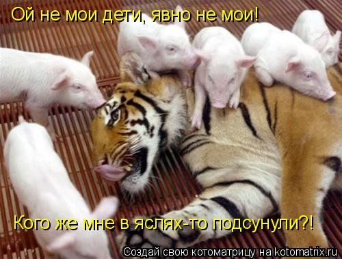 Кого же мне в яслях-то подсунули?! Ой не мои дети, явно не мои!... Котоматрица: Кого же мне в яслях-то подсунули?! Ой не мои дети, явно не мои!