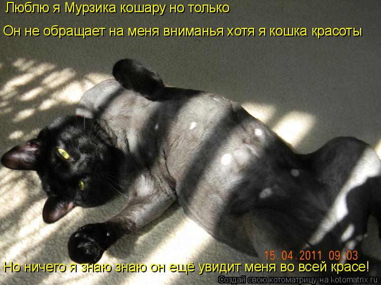 Люблю я Мурзика кошару но только Он не обращает на меня вниманья хотя я кошка красоты Но ничего я зна... Котоматрица: Люблю я Мурзика кошару но только Он не обращает на меня вниманья хотя я кошка красоты Но ничего я знаю знаю он ещё увидит меня во всей красе!