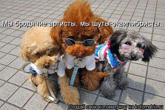 Мы бродячие артисты, мы шуты-эквилибристы...... Котоматрица: Мы бродячие артисты, мы шуты-эквилибристы...