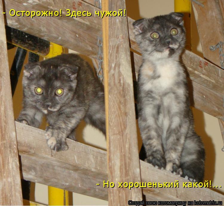 - Осторожно! Здесь чужой! - Но хорошенький какой!...... Котоматрица: - Осторожно! Здесь чужой! - Но хорошенький какой!...