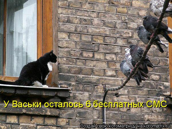 Котоматрица: У Васьки осталось 6 бесплатных СМС