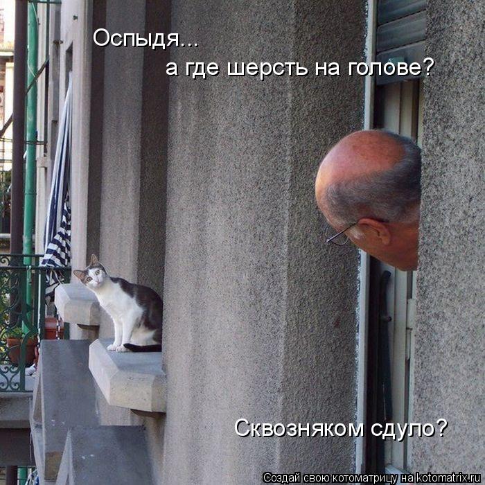 Котоматрица: Оспыдя... а где шерсть на голове? Сквозняком сдуло?