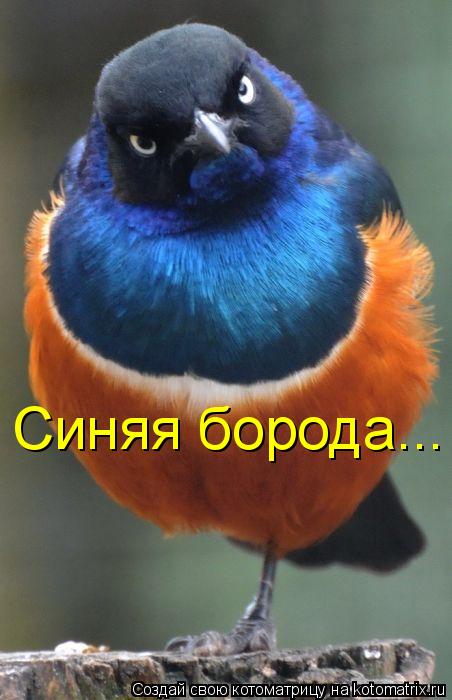 Синяя борода...... Котоматрица: Синяя борода...