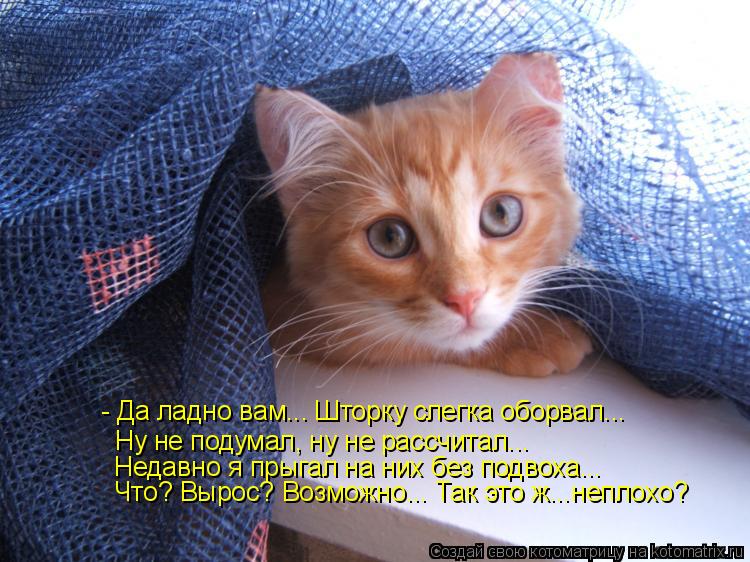 Котоматрица: - Да ладно вам... Шторку слегка оборвал... Ну не подумал, ну не рассчитал... Недавно я прыгал на них без подвоха... Что? Вырос? Возможно... Так это ж.