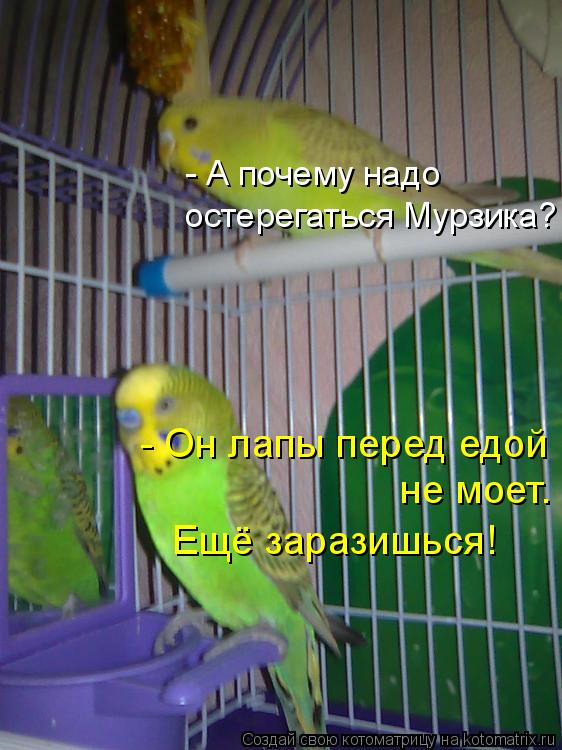 Котоматрица: - А почему надо  остерегаться Мурзика?  - Он лапы перед едой не моет. Ещё заразишься!