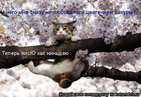 И чего мне снизу не любовалось цветением сакуры? Теперь висЮ как ниньдзю... Котоматрица: И чего мне снизу не любовалось цветением сакуры? Теперь висЮ как ниньдзю
