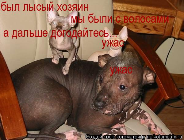 Котоматрица: был лысый хозяин мы были с волосами а дальше догодайтесь... ужас ужас