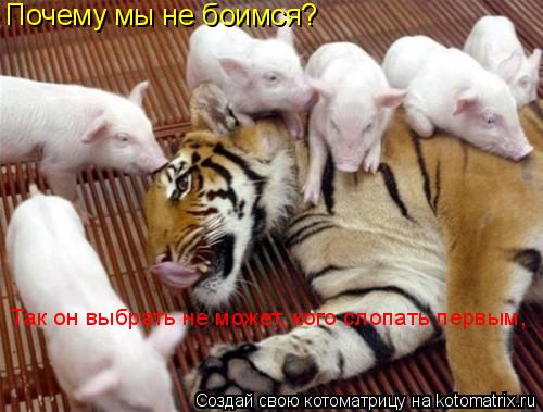 Котоматрица: Почему мы не боимся? Так он выбрать не может, кого слопать первым,