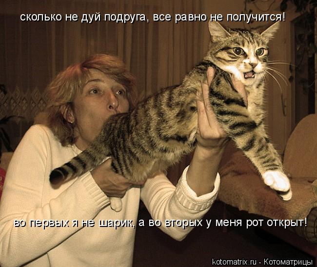 Котоматрица: сколько не дуй подруга, все равно не получится! во первых я не шарик, а во вторых у меня рот открыт!