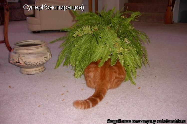 Котоматрица: СуперКонспирация)