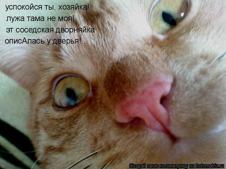 Котоматрица: успокойся ты, хозяйка! лужа тама не моя! эт соседская дворняйка описАлась у дверья!..