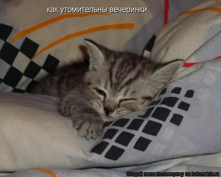Котоматрица: как утомительны вечеринки